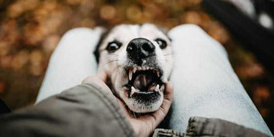 aggression and the gut microbiome in dogs