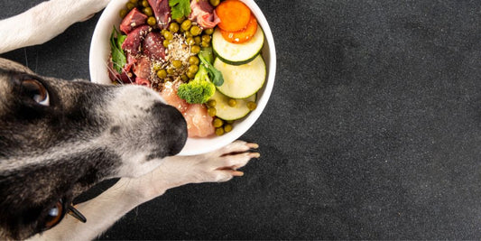 Why Most Homemade Dog Diets Fail (And How to Get It Right)