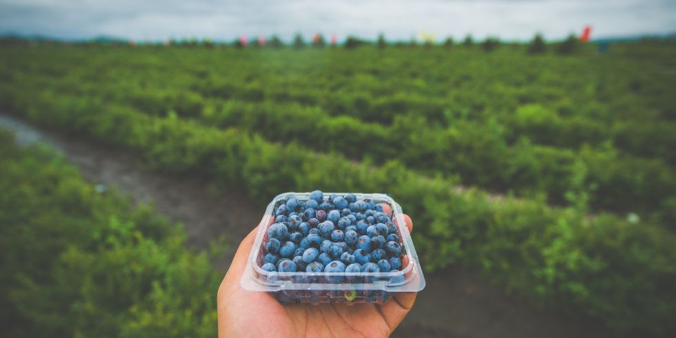 Blueberries for dogs