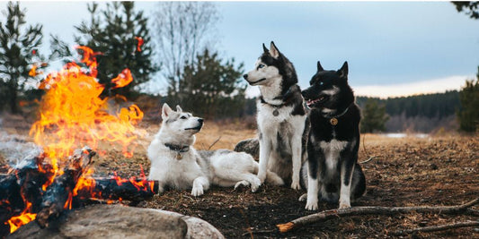 Camping with dogs