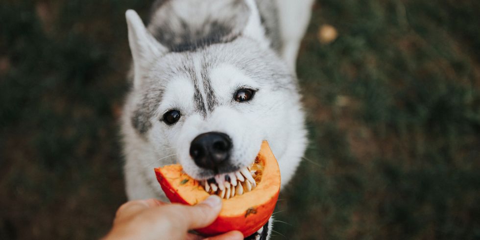 Can dogs eat pumpkin?