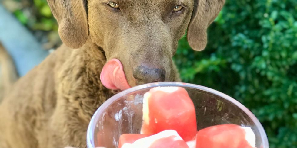 can dogs eat watermelon