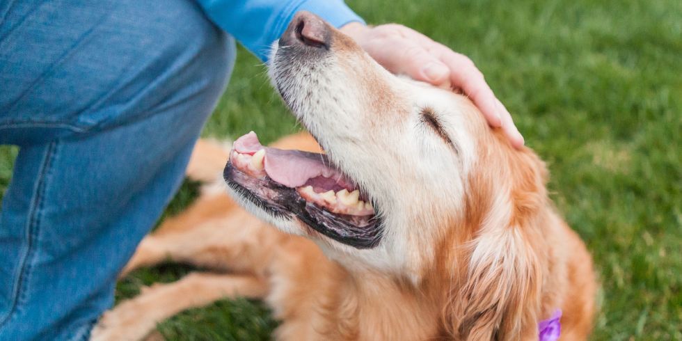 caring for a senior dog