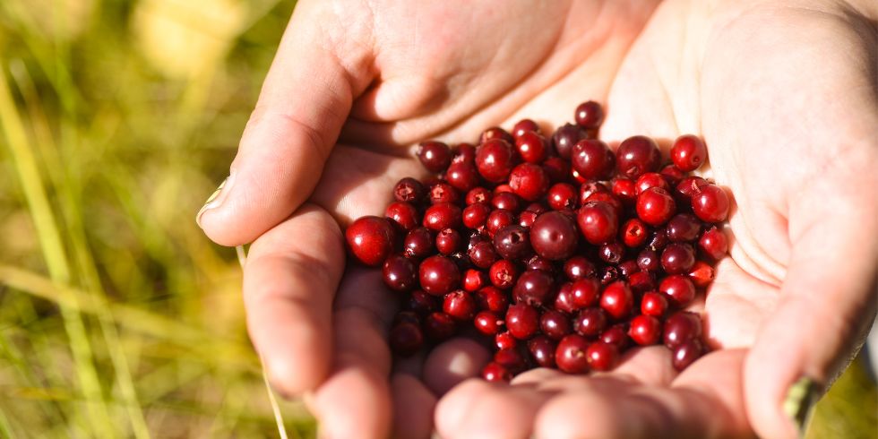 Cranberries for dogs