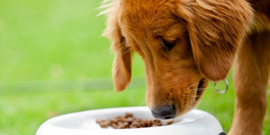 7 Common Kibble Mistakes (and what to do instead)