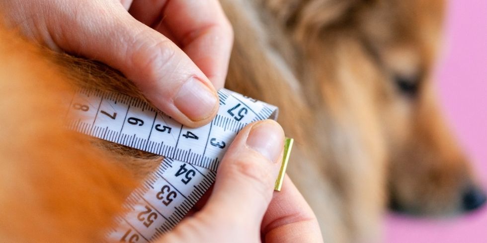 The #1 Reason Your Dog Might Be Gaining Weight on the "Right" Amount of Food