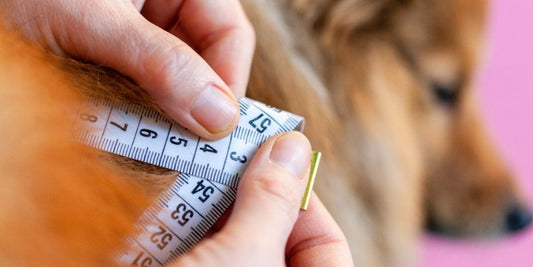 The #1 Reason Your Dog Might Be Gaining Weight on the "Right" Amount of Food