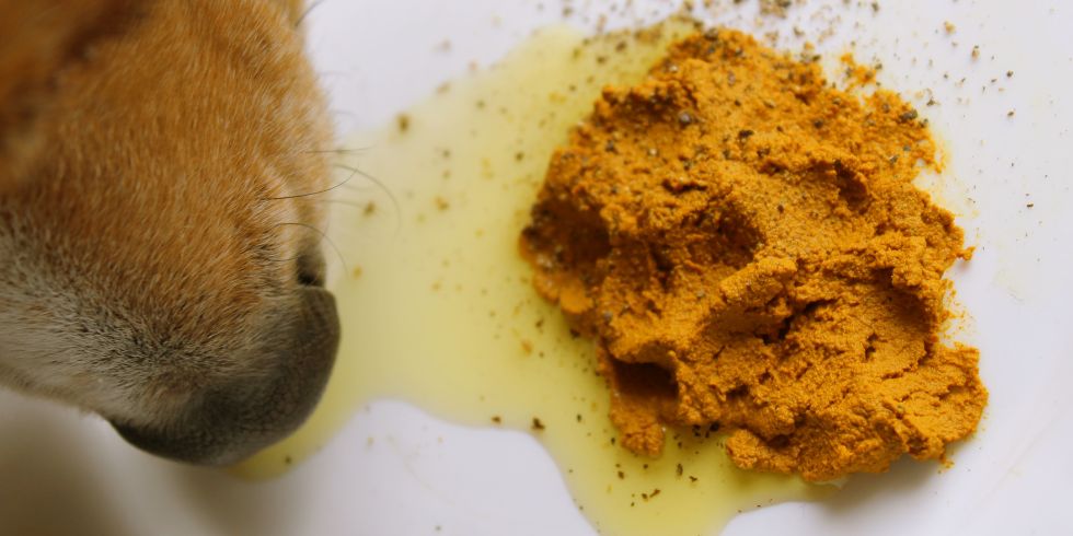 Golden Paste Recipe for Dogs