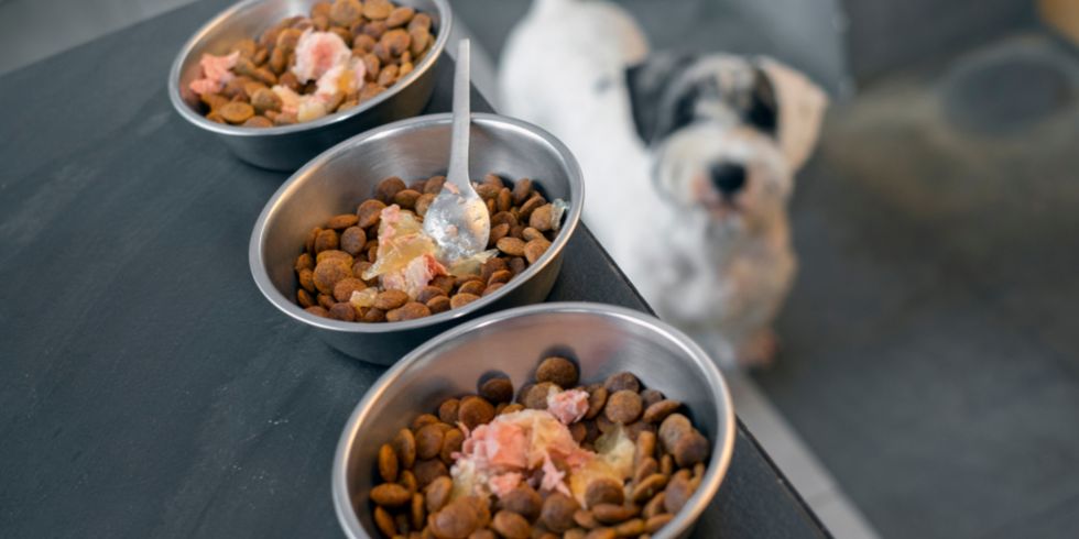 Truths about dog nutrition