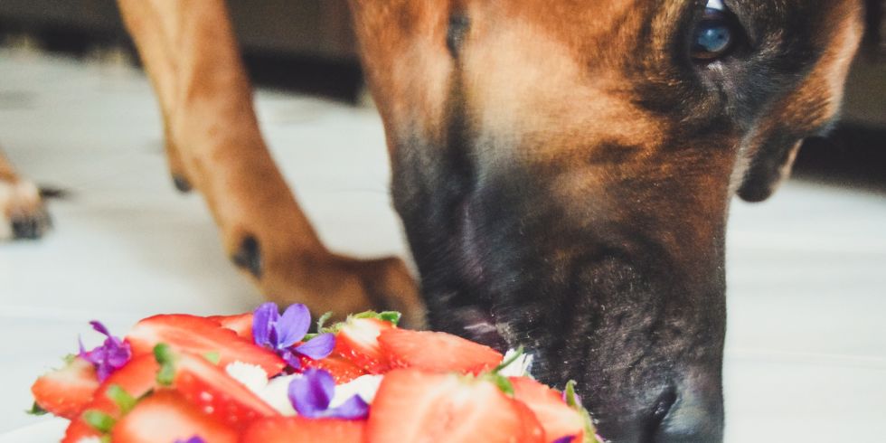 how to feed fresh foods to your dog