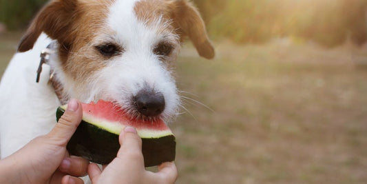 How to prepare fruits and vegetables for dogs