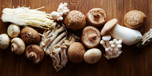 Mushrooms for Dogs:  The Health Benefits