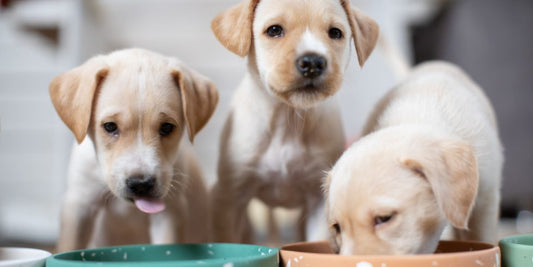 Nutritional Tips for Puppies