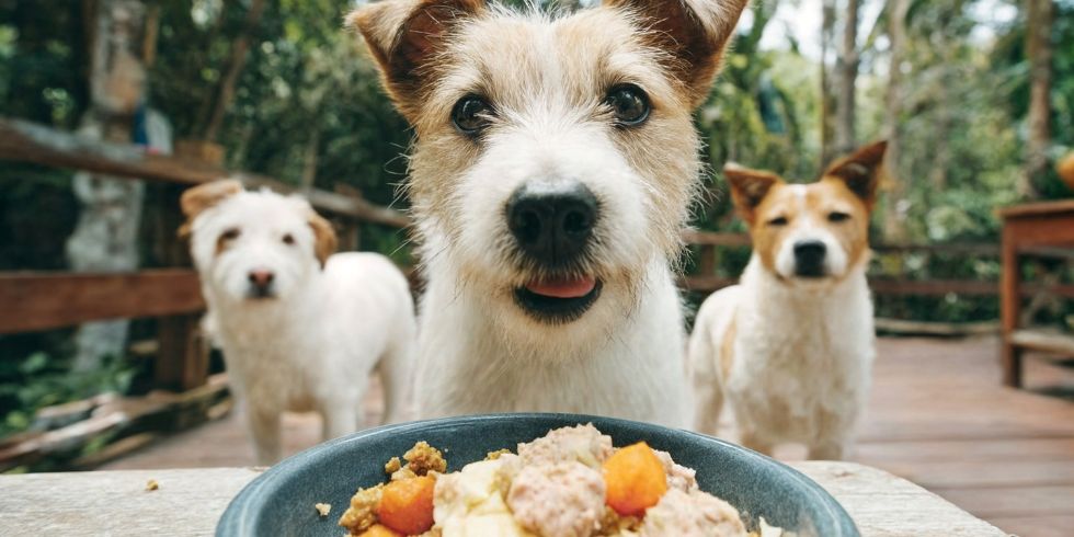 Personalised Nutrition Plan for Your Dog