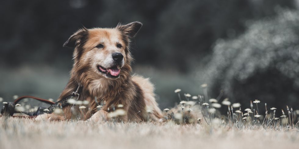 Protein Requirements for Senior Dogs