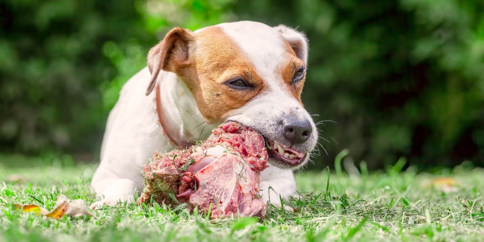 The Ultimate Guide to Raw Meaty Bones: A Natural Solution for Your Dog's Health