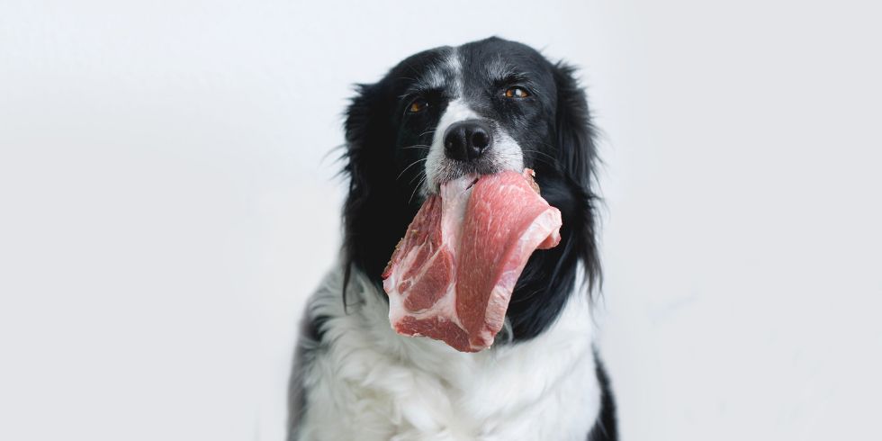 Simple ways to feed your dog fresh foods