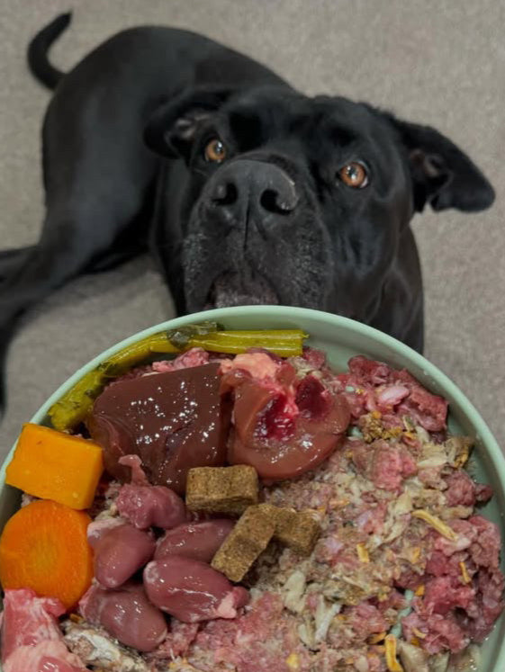 Dog looking at a bowl of raw food with vegetables on a carpeted floor