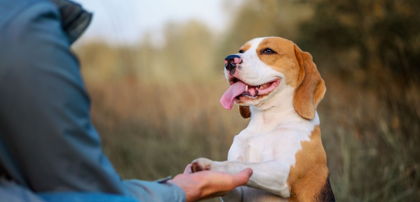 Dog sitting outdoors with a blurred person in the foreground
