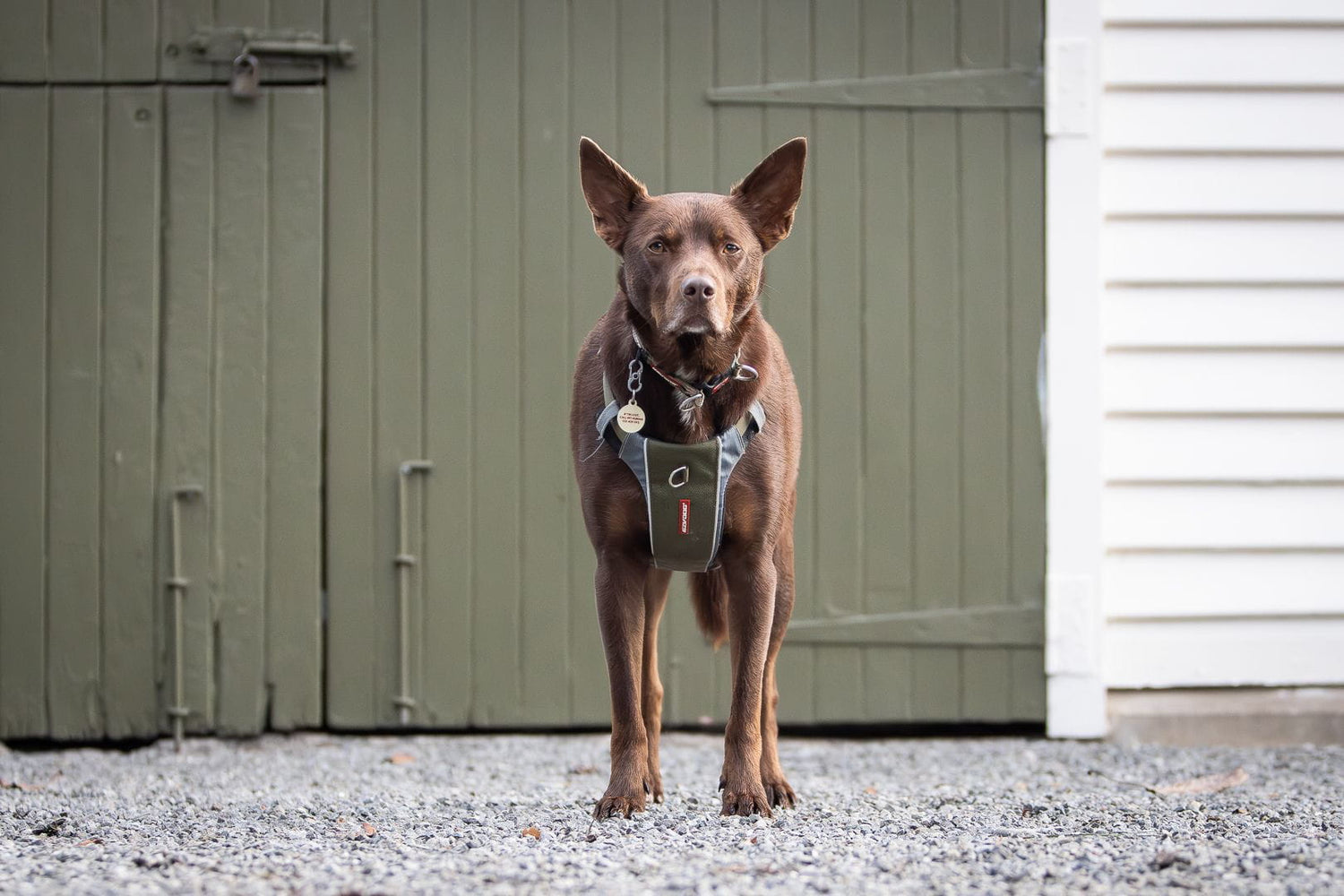 Brown dog standing on a gravel surface in front of a wooden building.