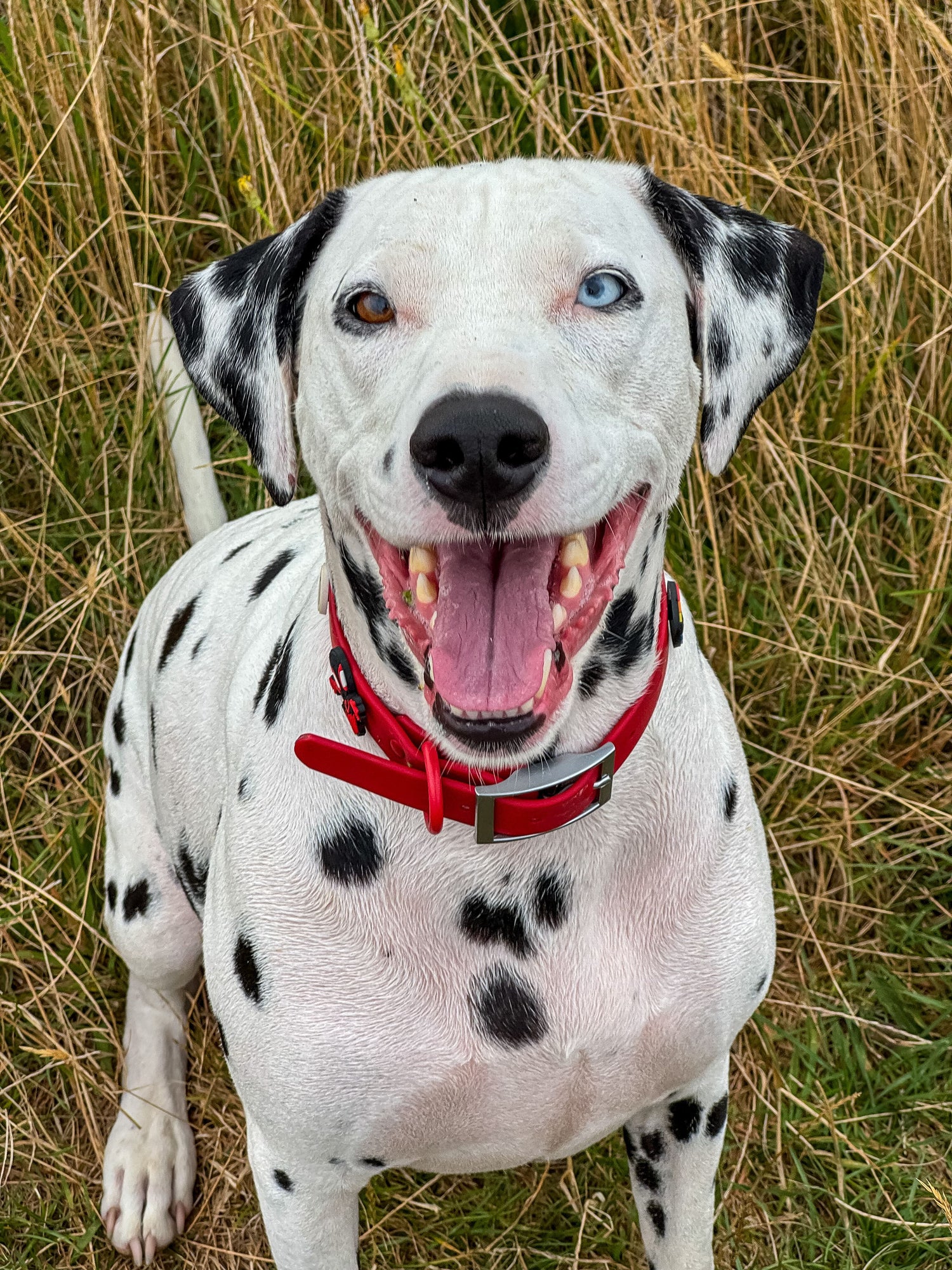 Dalmatian dog with a red collar sitting in tall grass