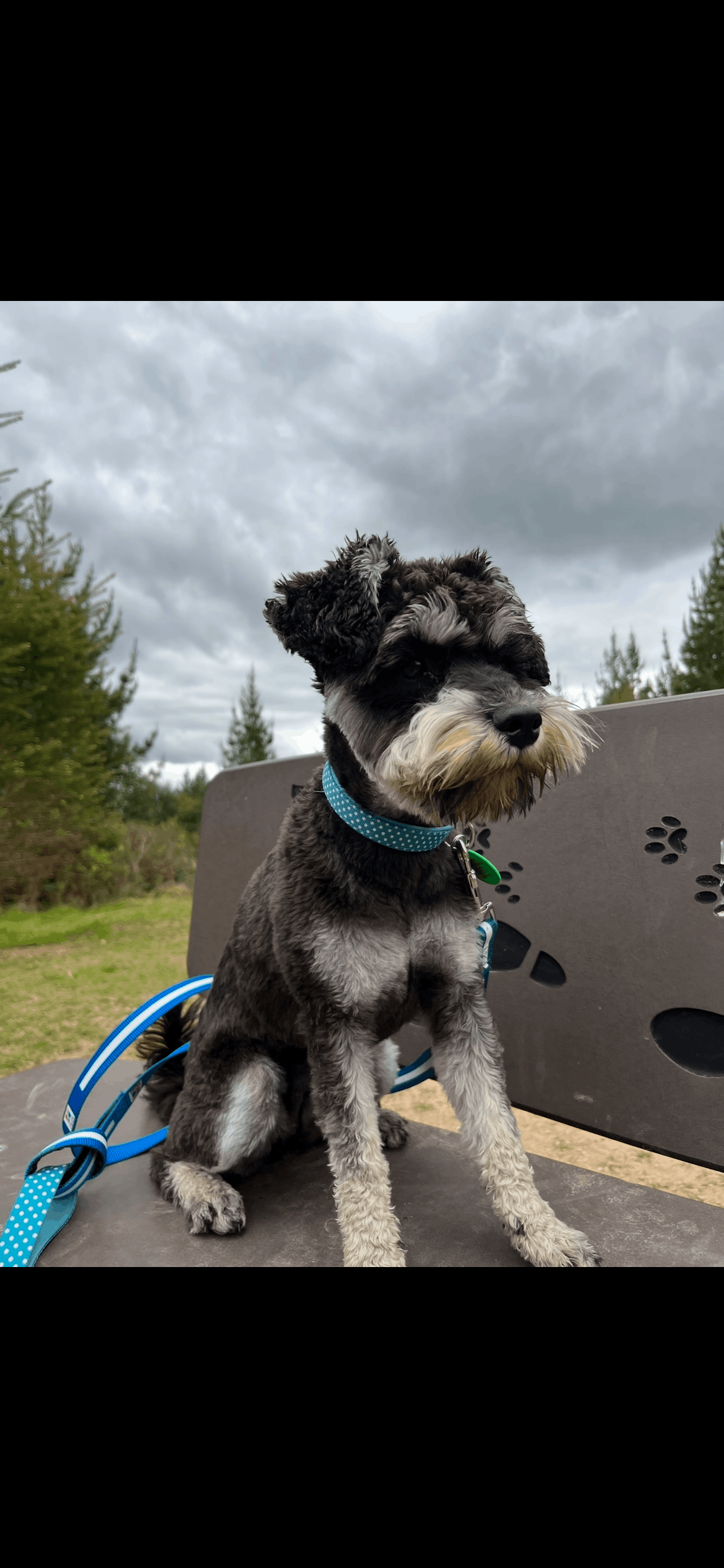 Small dog sitting on a metal surface with a blue leash, against a backdrop of trees and cloudy sky.