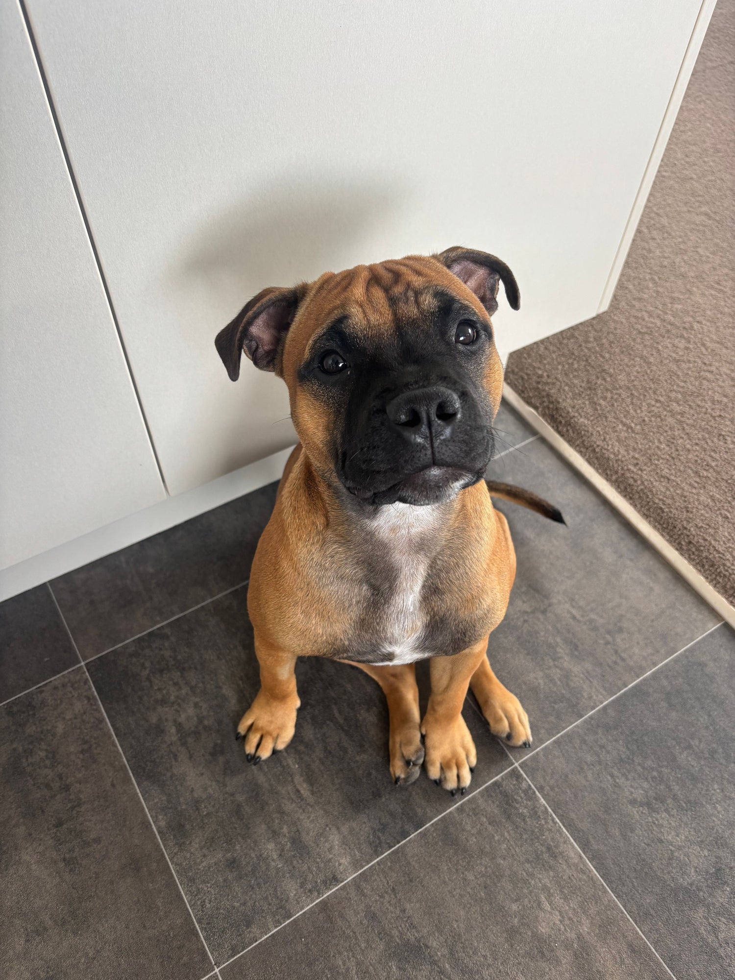 Puppy sitting on a tiled floor in a home setting