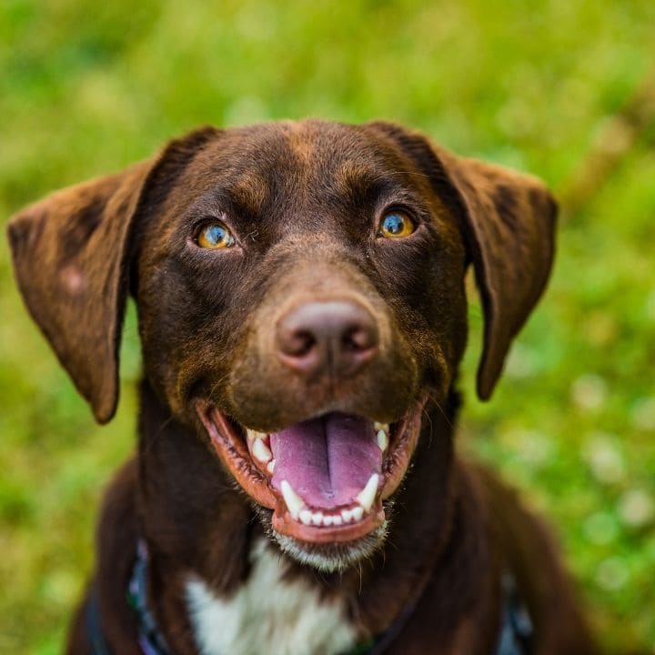 Happy brown dog with a blurred green background