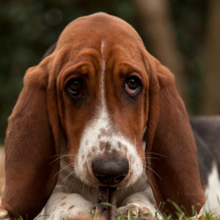 Close-up of a basset hound sitting on grass.
