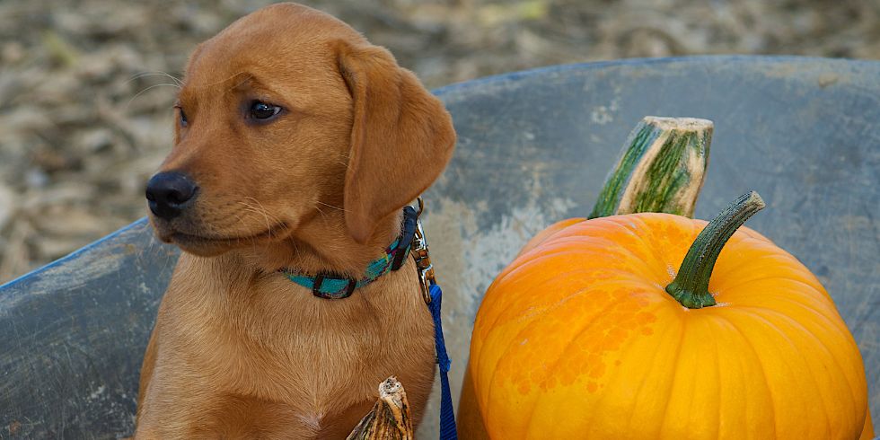 How much pumpkin should i give 2025 my dog for constipation