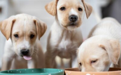 5 Nutritional Tips for Puppies
